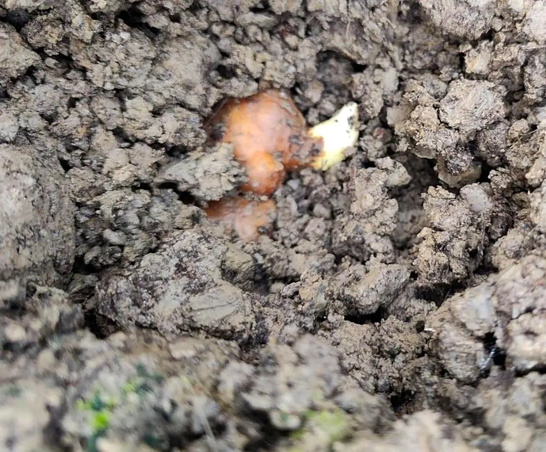 Ginger sprout emerging from conditioned greenhouse soil at Xinfeng smart farm