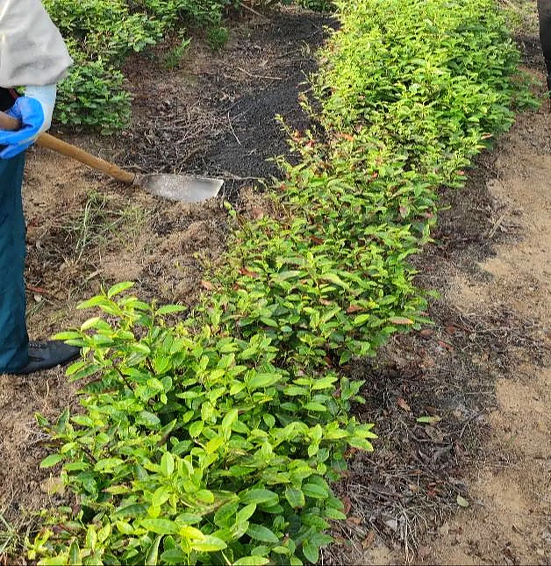 Worker treating acidified soil in a Hangzhou tea garden