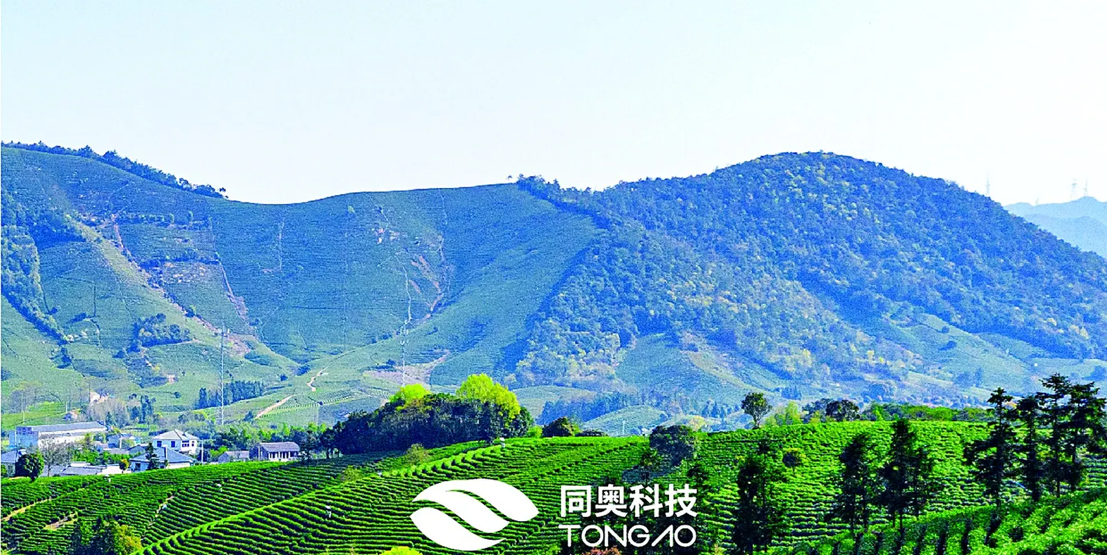Tea terraces in Zhejiang treated with Tongao biochar-based fertiliser