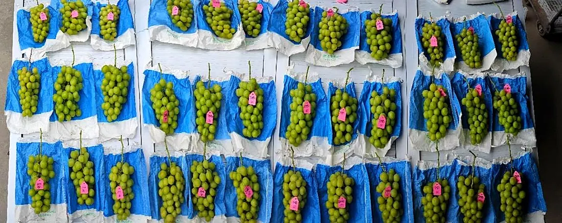 Bagged grape clusters in a Jiaxing greenhouse treated with Tongao fertiliser