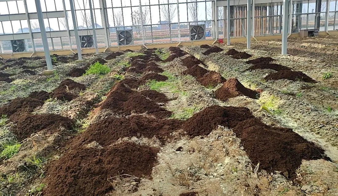 Mechanical incorporation of soil amendment into ridged field beds